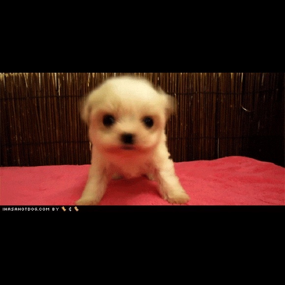 Meet your Posher, Alexander - Picture 1 of 1